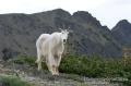 _IGP6587 cuddly mountain goat